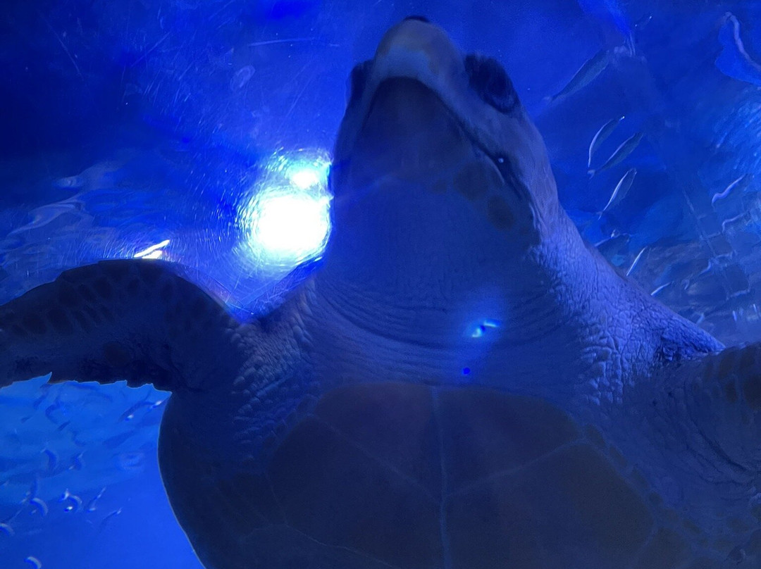 AQWA The Aquarium Of Western Australia-拉瑞斯必去景点