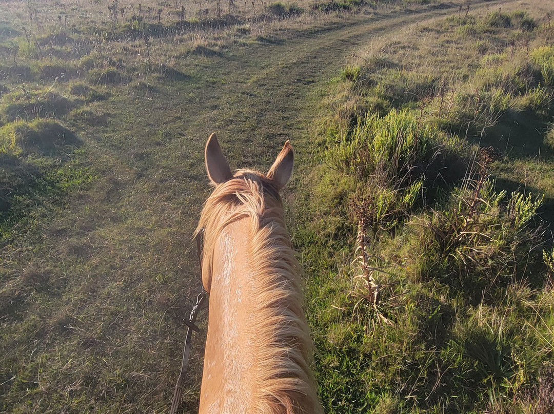 Eco Equus Cabalgatas-La Pedrera必去景点