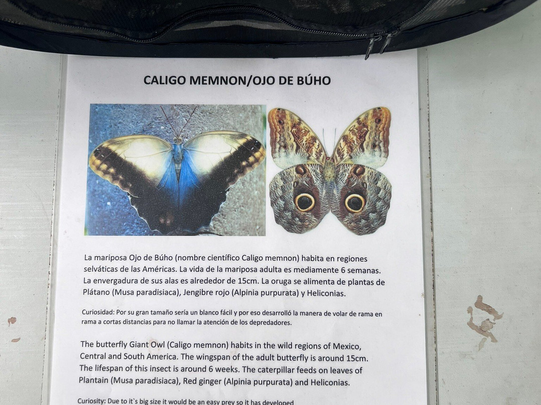 Butterfly Haven景点图片