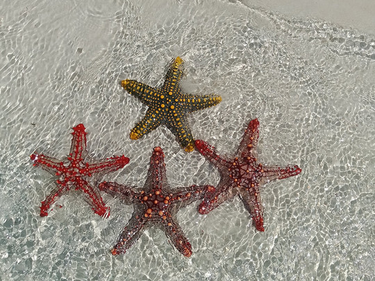 Ruksana Boat Safaris-马林地必去景点