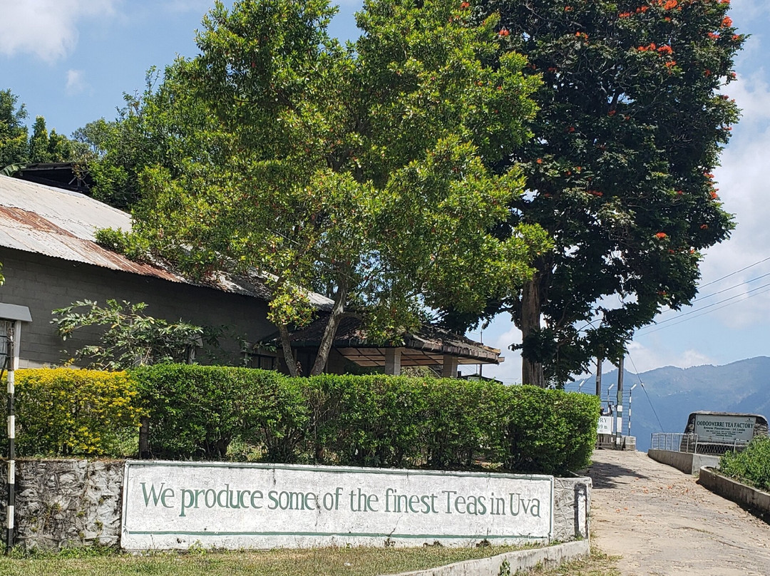 Windy Hill Viewpoint