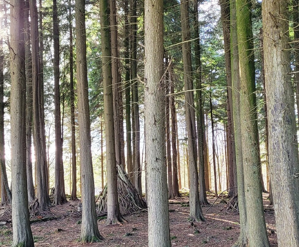 Forest of Bowland Area of Outstanding Natural Beauty景点图片