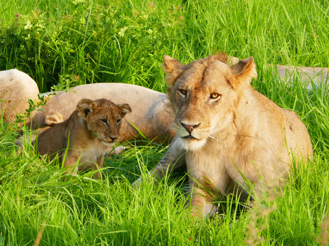 TanzAmerica Safaris Ltd.-米库米国家公园必去景点