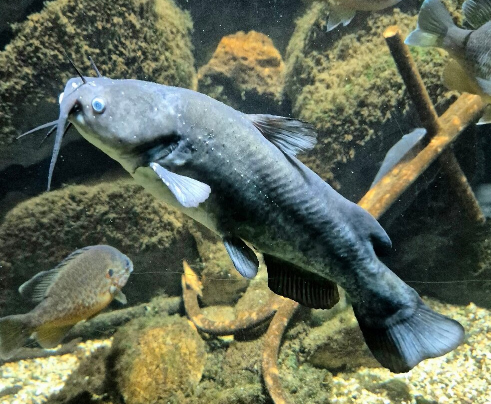 Aquarium De Touraine景点图片