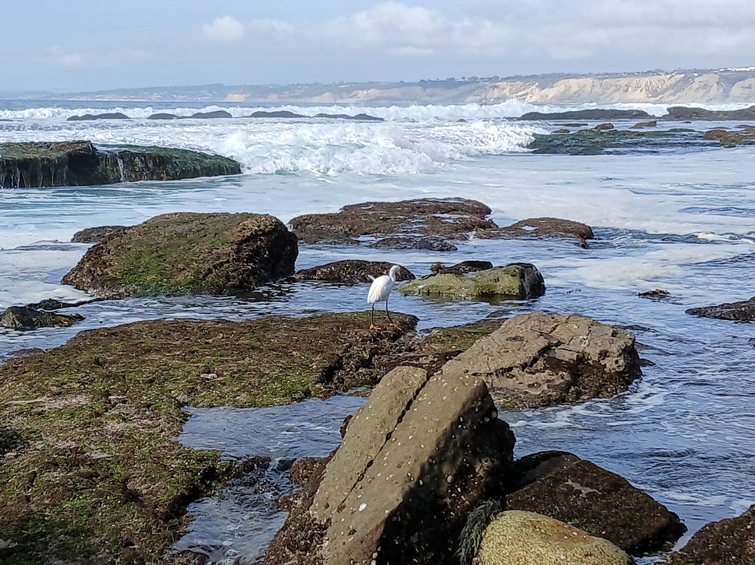 Shell Beach Tide Pools-拉荷亚必去景点