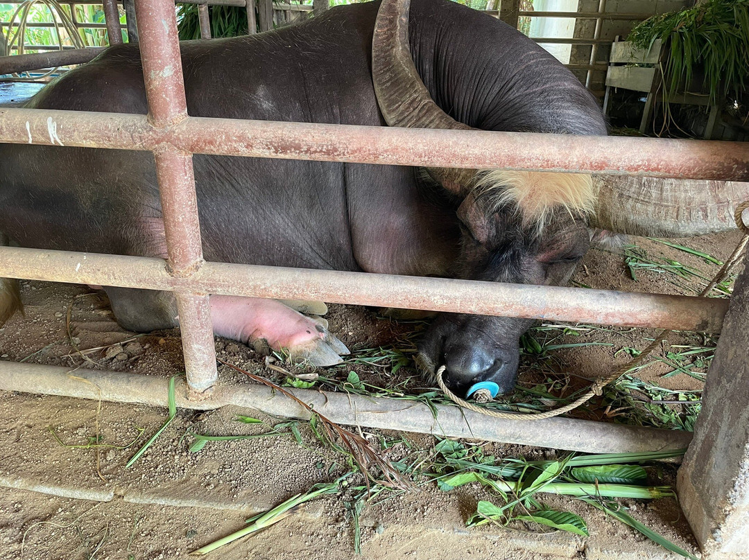 Old Phuket Farm景点图片