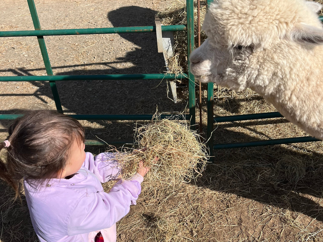 Lydford Gorge Alpacas景点图片