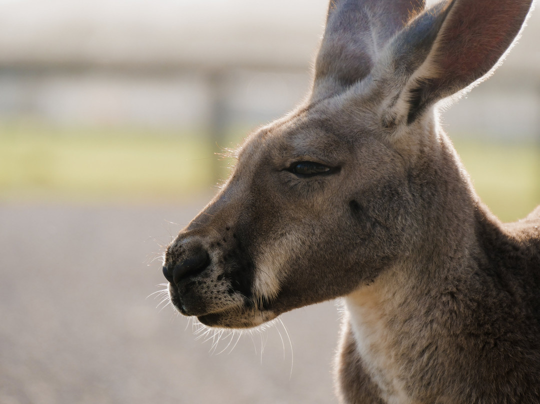 Oakvale Wildlife Park景点图片