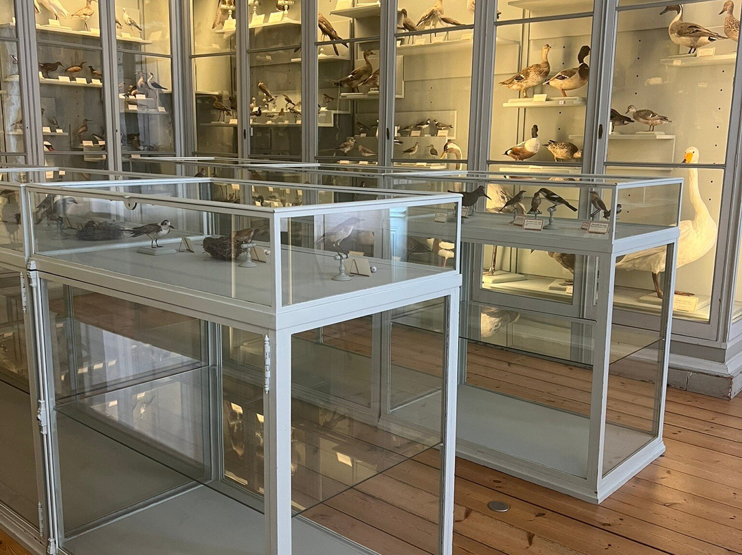 Museum d'histoire naturelle de La Rochelle景点图片