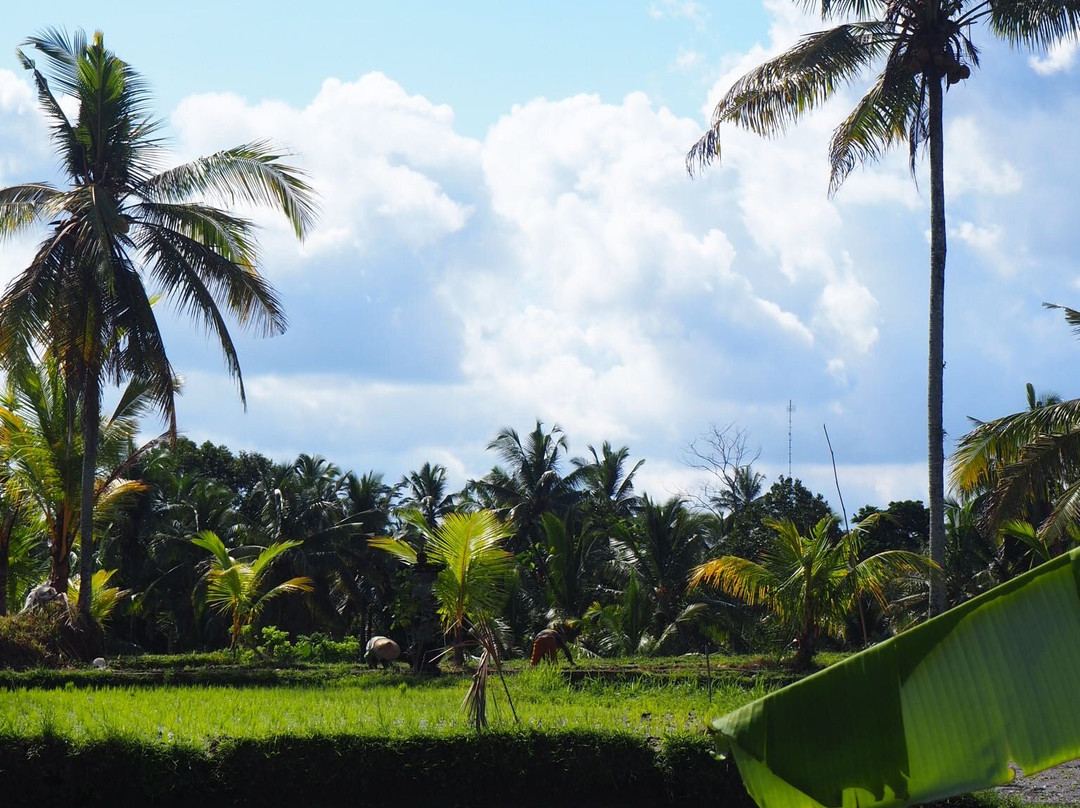 Tumang Bali Cooking Class景点图片