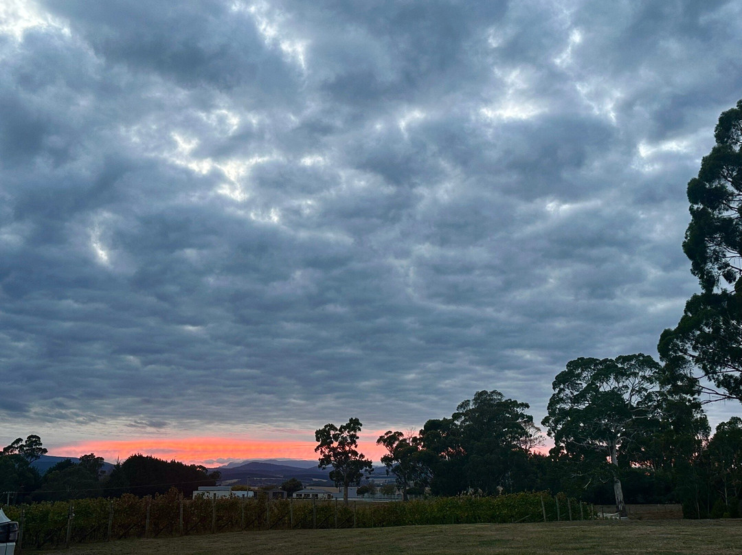 Bundaleera Vineyard