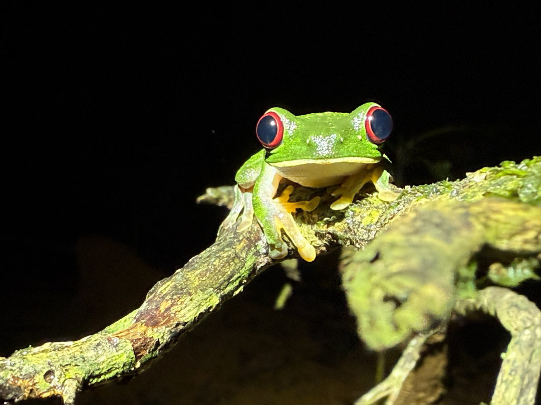 Sierpefrogs-Sierpe必去景点