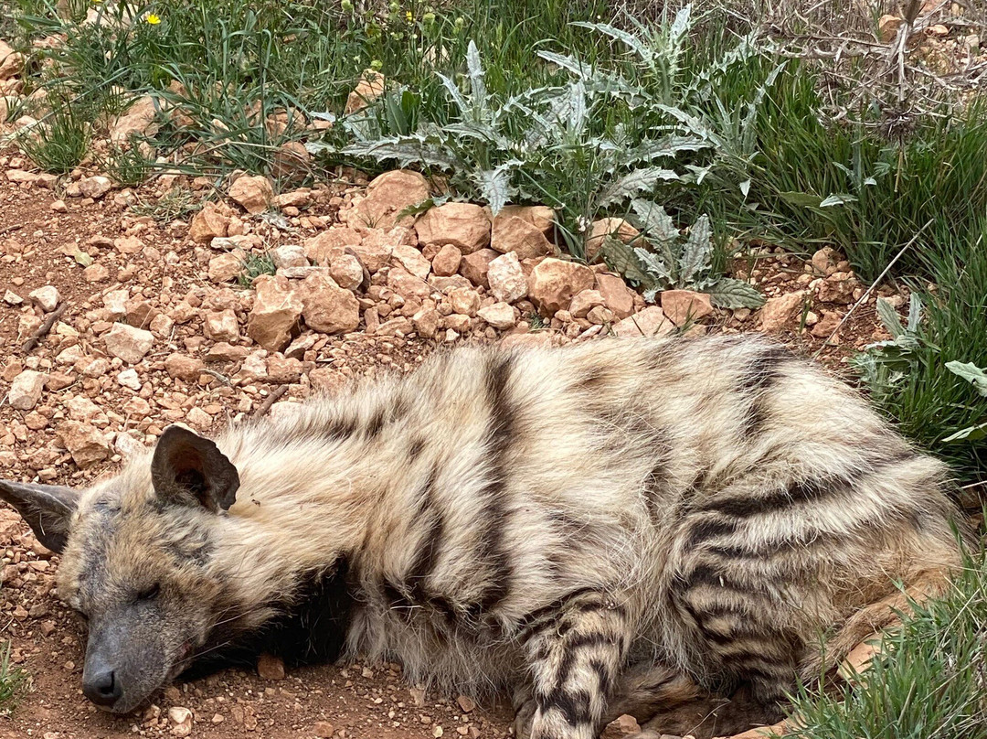 Al Ma'wa for Nature and Wildlife景点图片