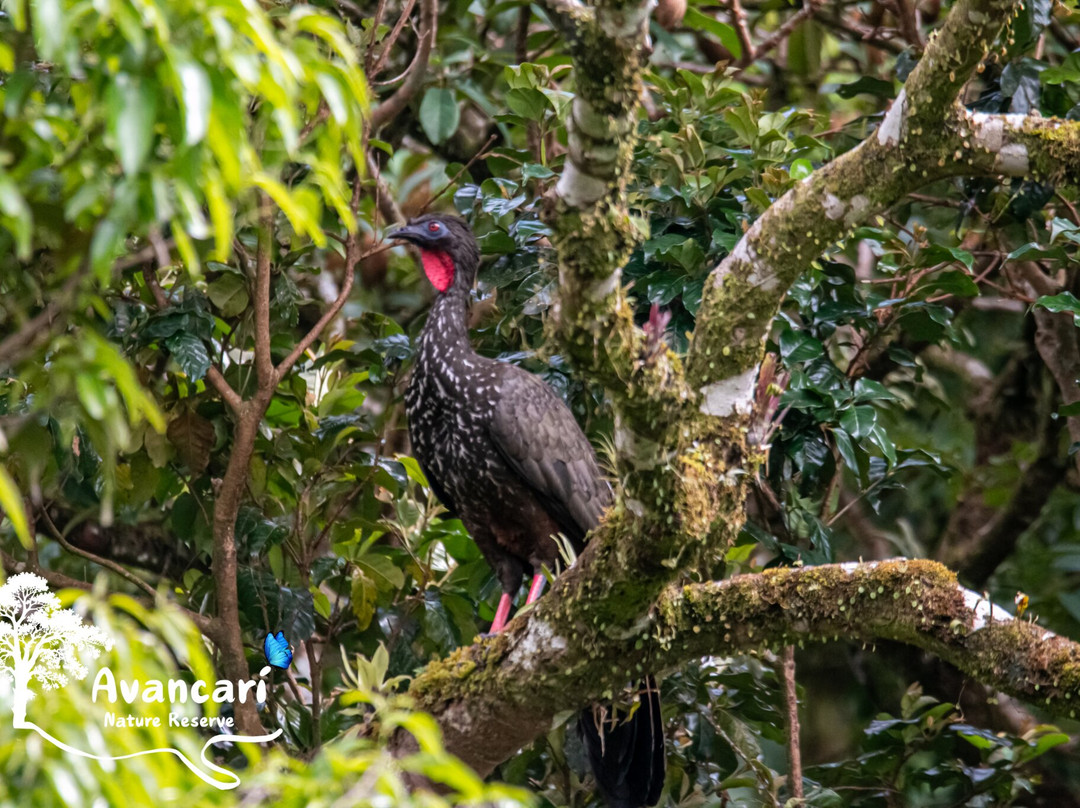 Avancarí Nature Reserve-蒙特沃德必去景点