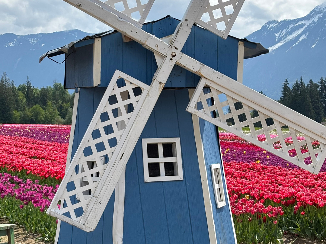 Harrison Tulip Festival