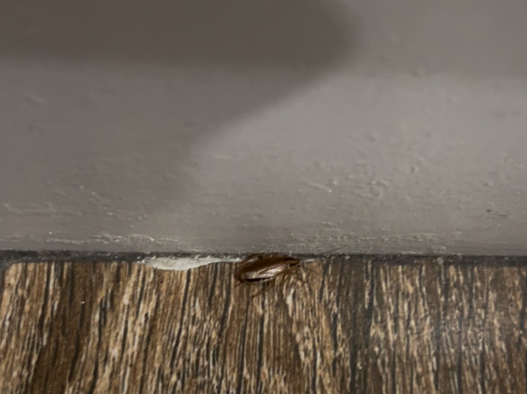 Comfort Suites near MCS Beaufort主图