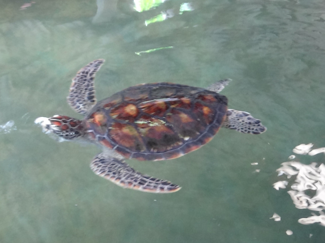 Sea Turtle Farm and Hatchery - Habaraduwa景点图片