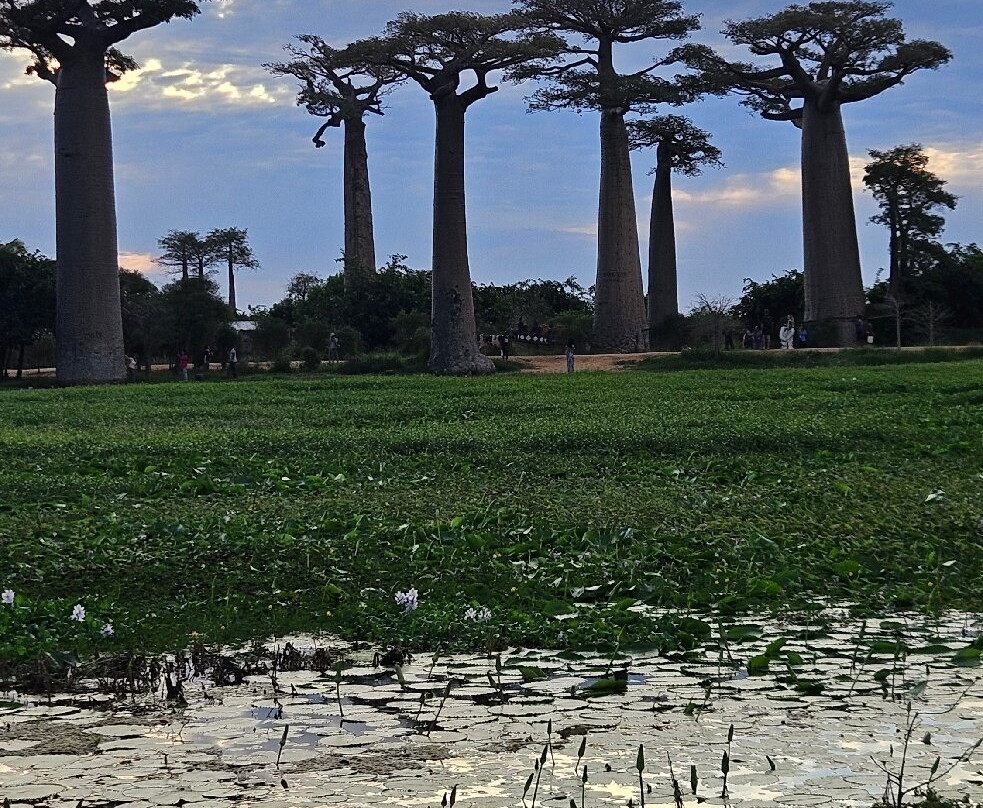 Madagascar Visite Company-安塔那那利佛必去景点