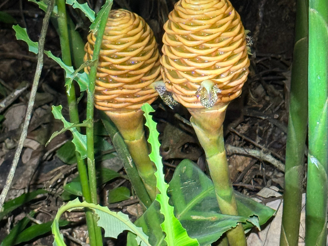 Finca Verde Lodge Tours-Bijagua de Upala必去景点