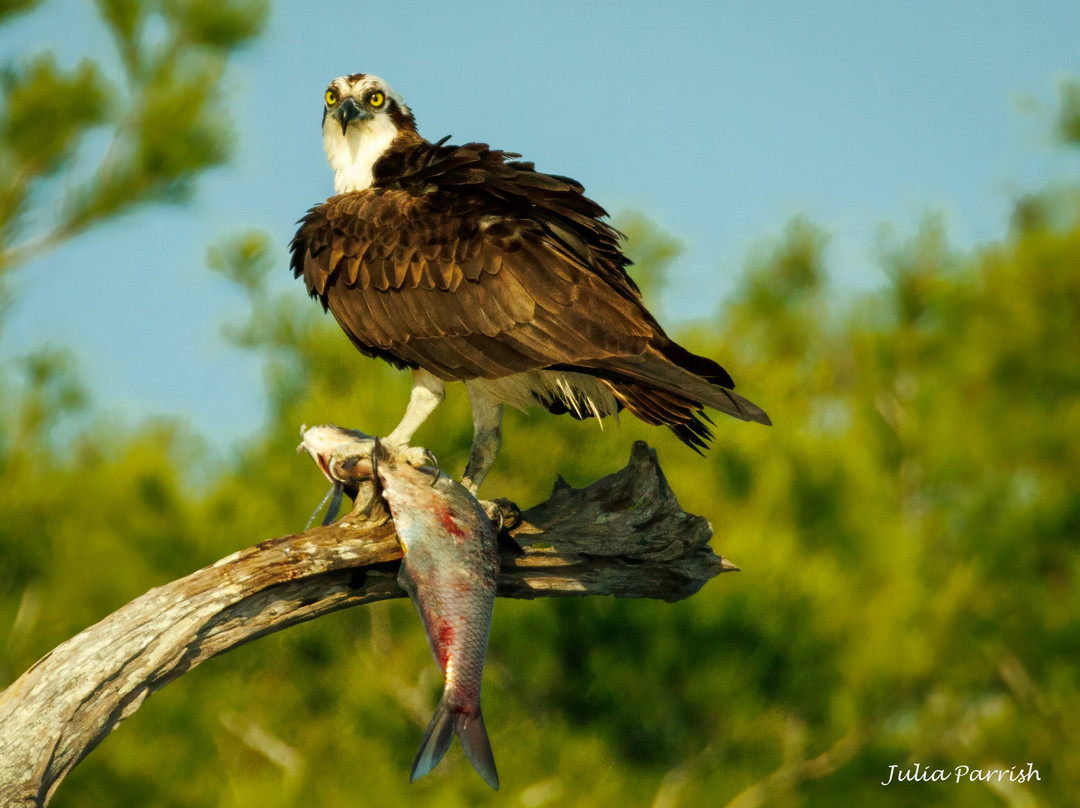 Lowcountry Photo Safaris-博福特必去景点