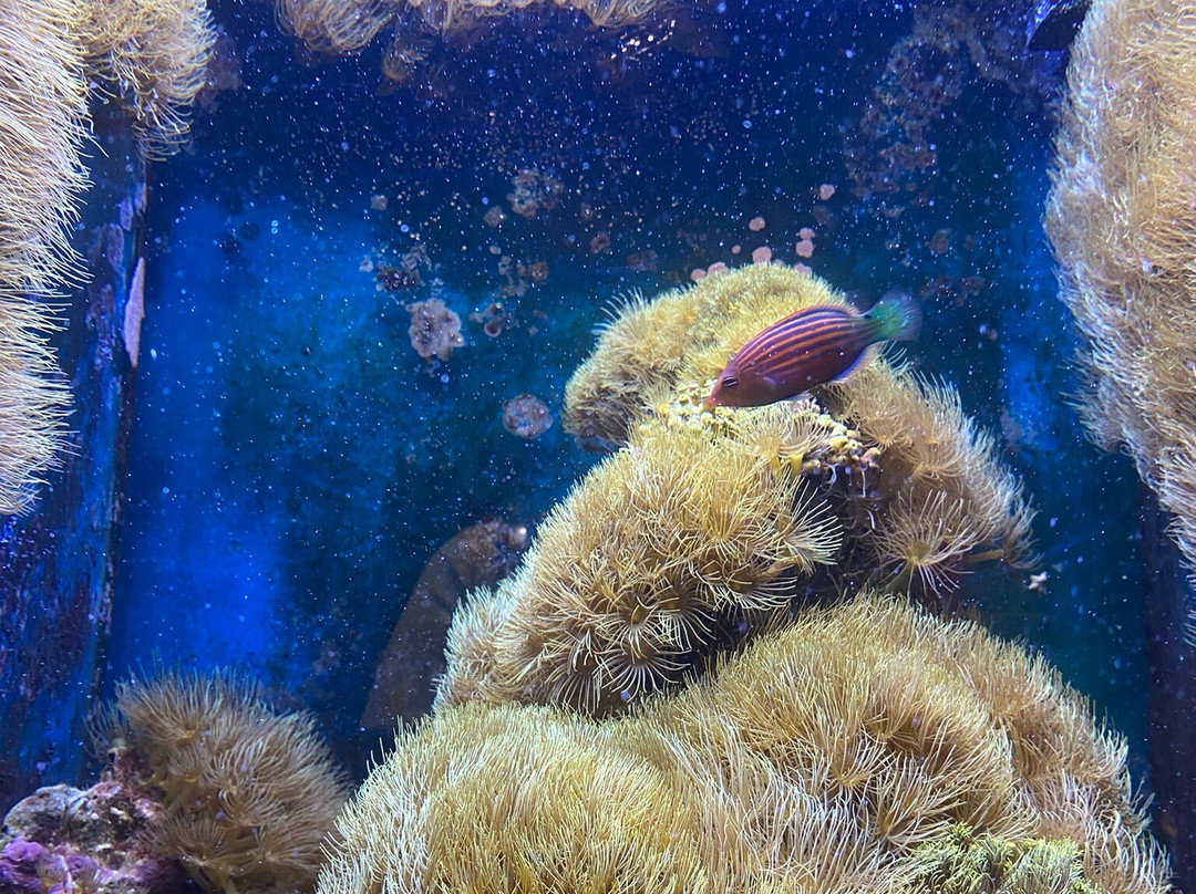 Aquazoo Loebbecke Museum-杜塞尔多夫必去景点