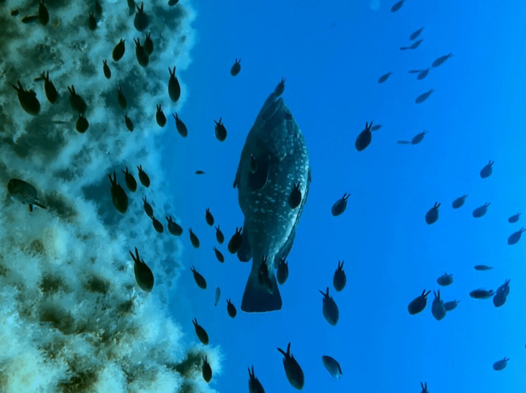 Centro Immersioni ALLDIVE-Costa Rei必去景点