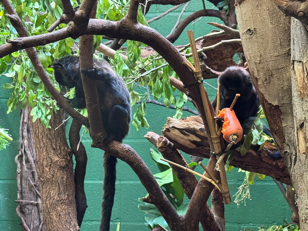 Marwell Zoo景点图片