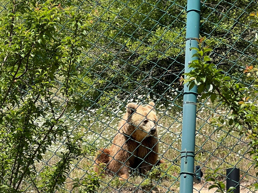 BEAR SANCTUARY Prishtina-普里什蒂纳必去景点