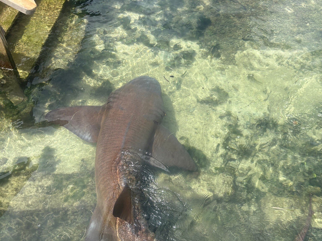 Dolphin Cove Montego Bay-Lucea必去景点