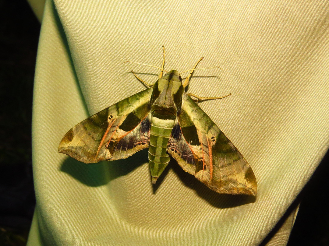 Butterfly Ridge Conservation Center-Rockbridge必去景点