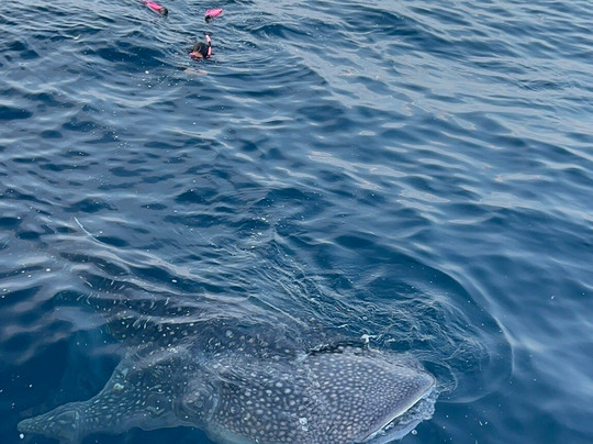 Magia 2-科莫多必去景点