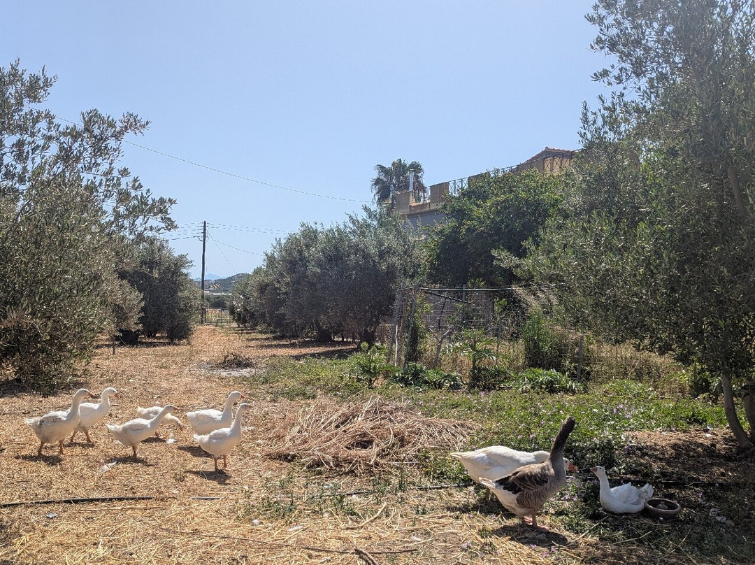 Agia Marina Donkey Rescue Sanctuary-Petrokefali必去景点