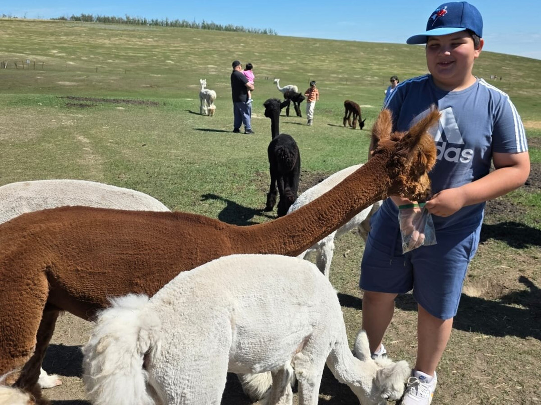 Kirks Alpaca Farm-Torrington必去景点