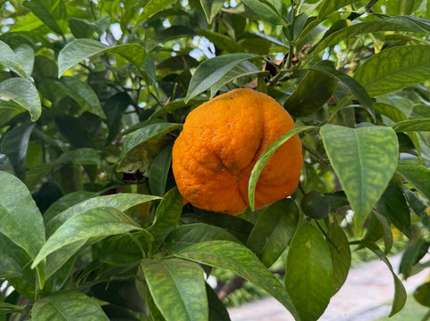 Villa Fabulite主图