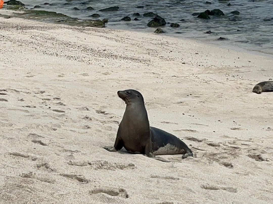 Playa Punta Carola-圣克里斯托瓦尔必去景点