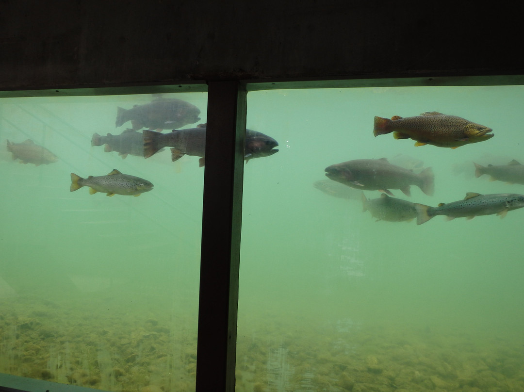 D.C. Booth Historic National Fish Hatchery-Spearfish必去景点