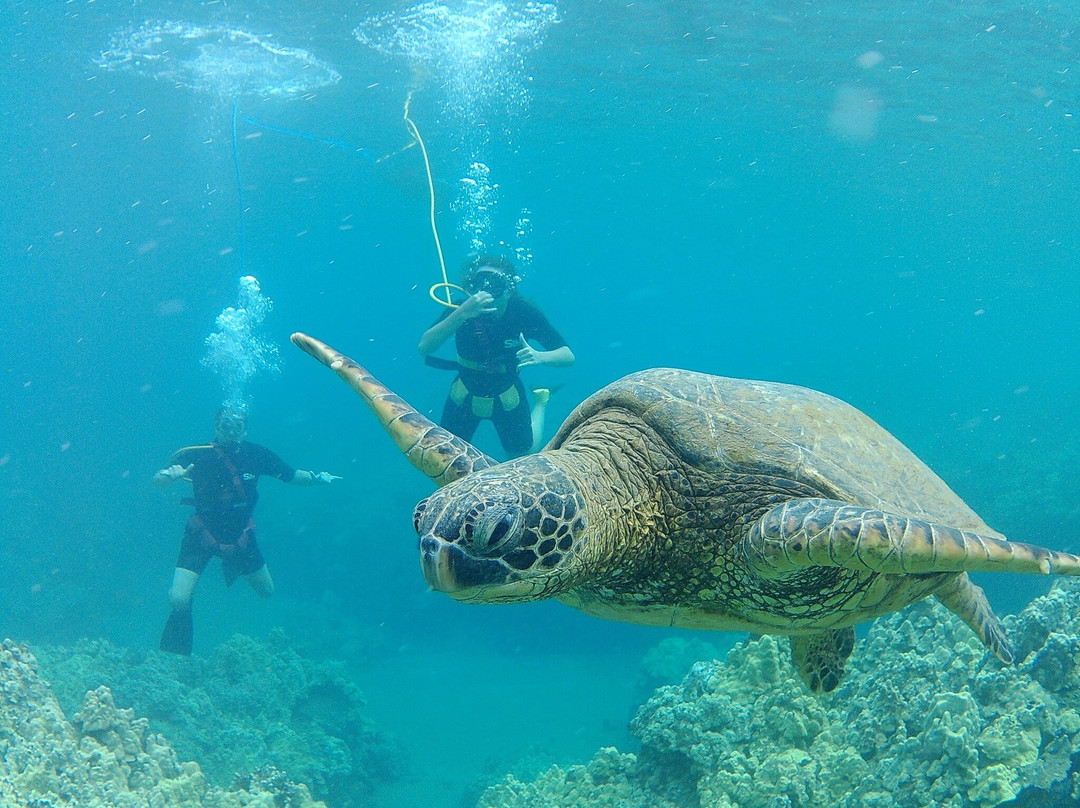 Shoreline Snuba-普卡兰尼必去景点