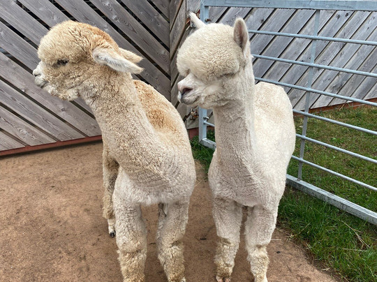 Acton Hill Alpacas-纽卡斯尔安德莱姆必去景点