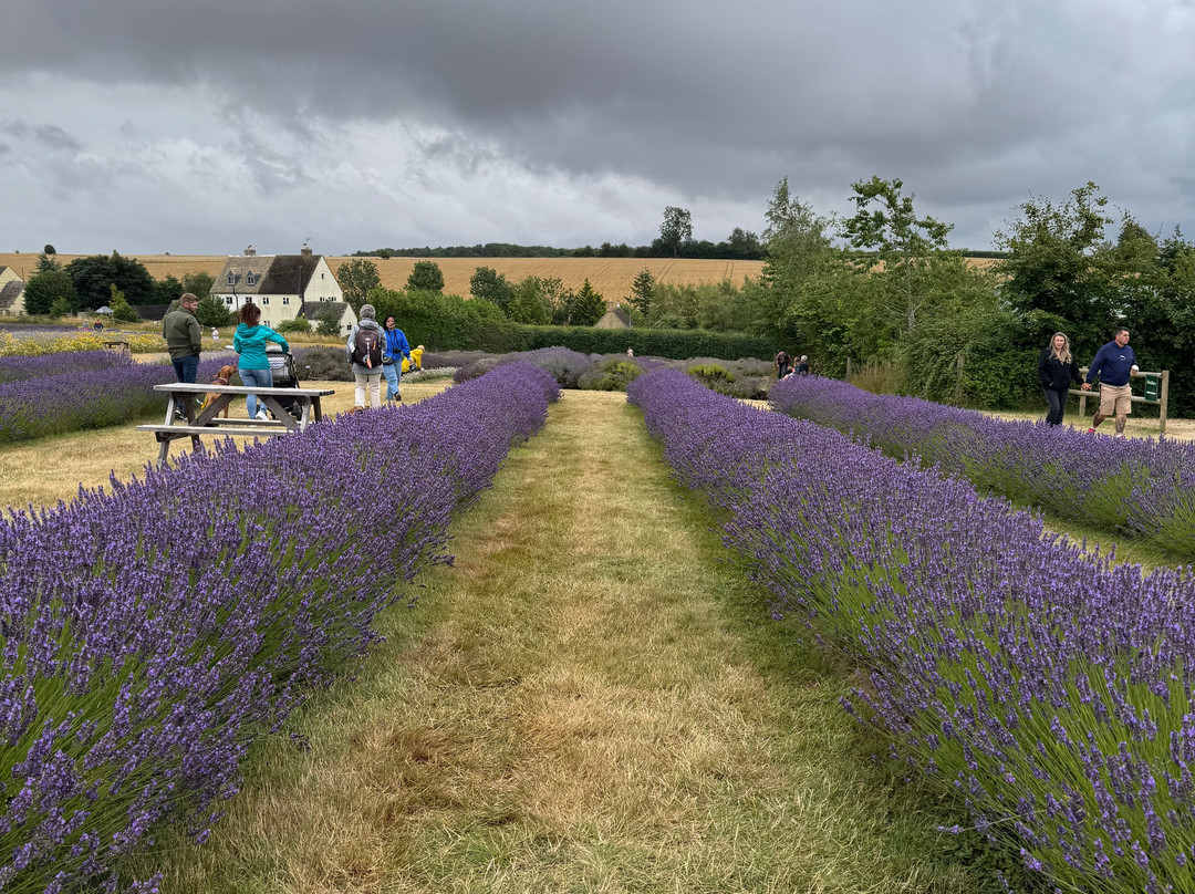 科茨沃尔德薰衣草-百老汇必去景点