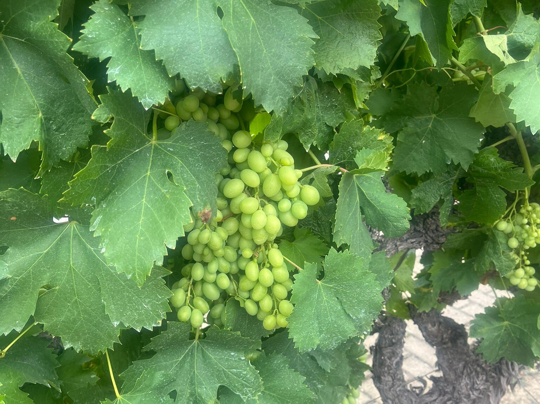 Bodegas Muga-哈罗必去景点