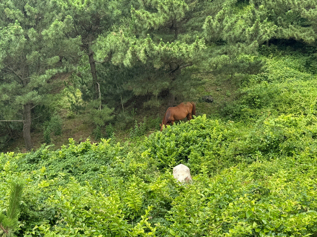松岳山-西归浦市必去景点