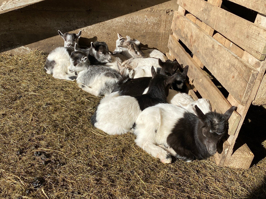 Brúnastaðir Guesthouse And Farm-Skagafjordur必去景点
