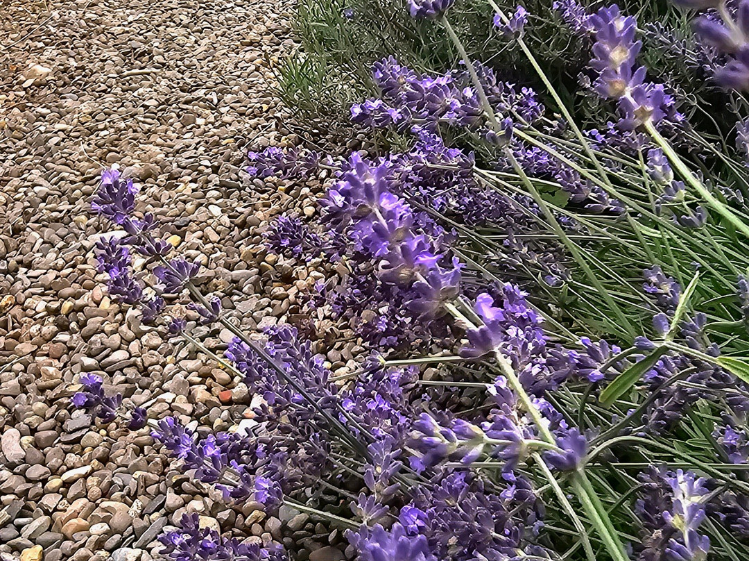 Tangled Garden-Grand Pre必去景点