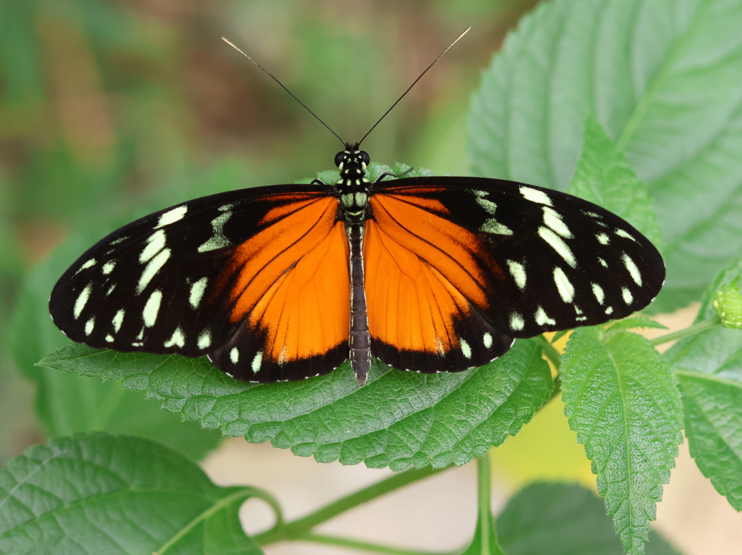 Butterfly World & Farm Park-Wanborough必去景点