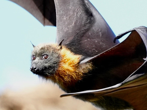Perfect Day Sydney-悉尼必去景点