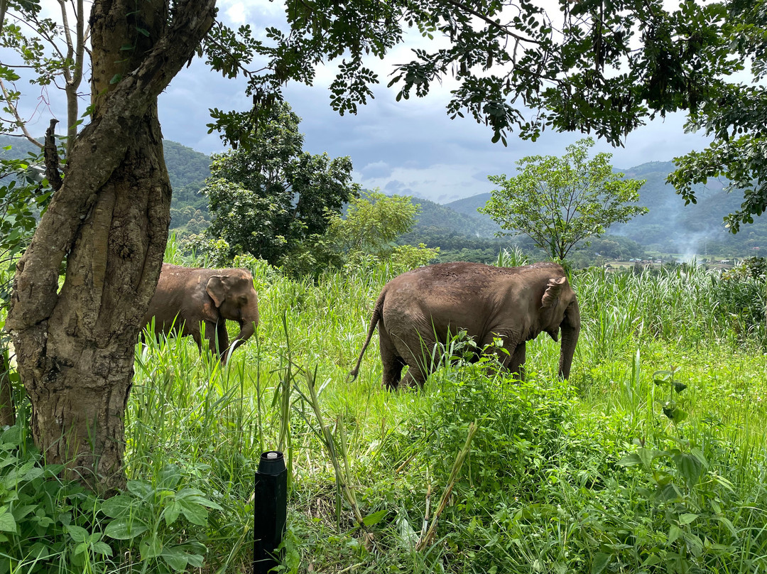 Happy Elephant Home-夜登必去景点