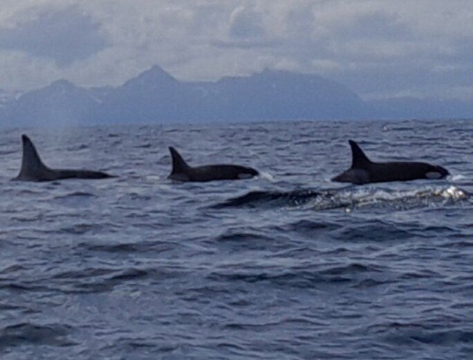 Whale2sea Whalesafari Andenes-Andenes必去景点