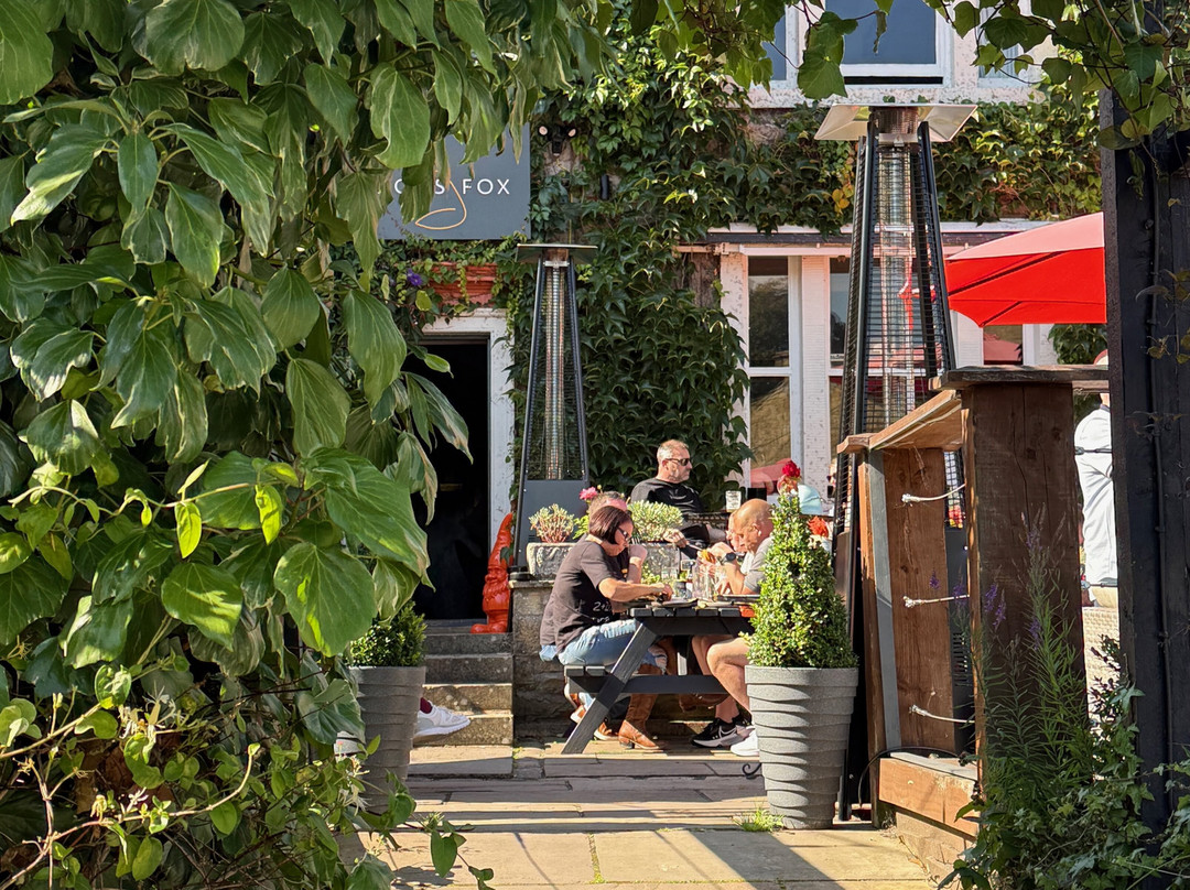 The Curious Fox主图