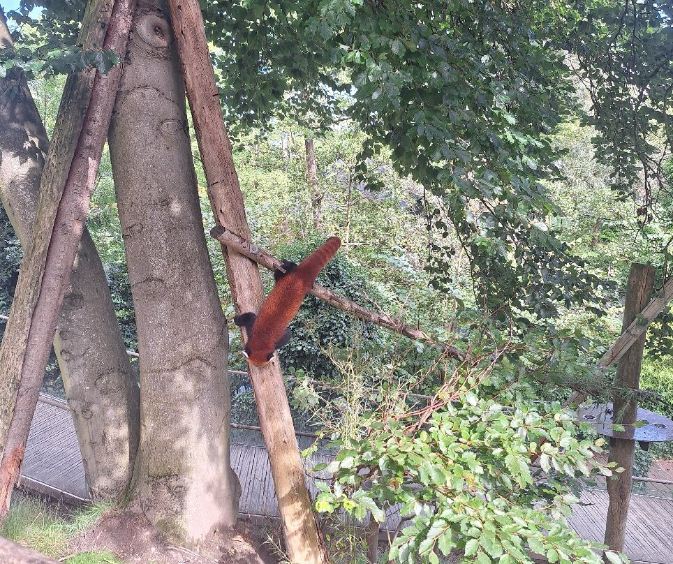 Odense Zoo-欧登塞必去景点