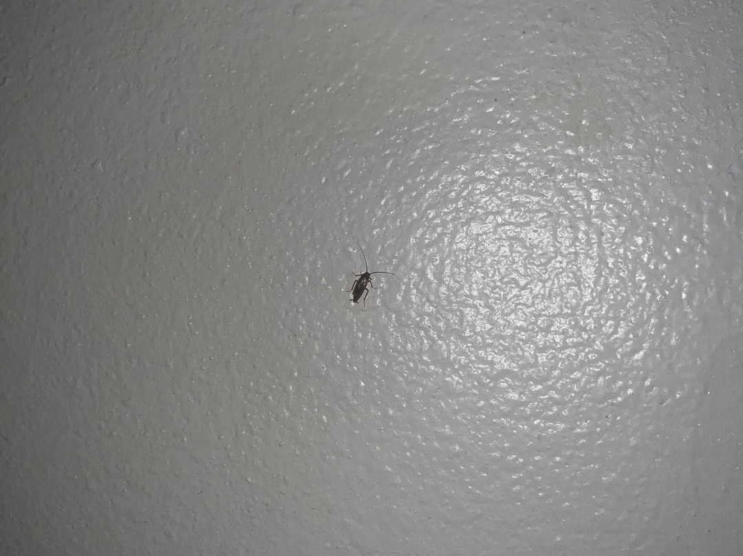 Windmill Suites Surprise - Phoenix主图